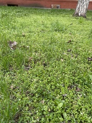 Stellaria media