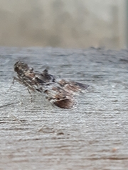 Orthaga thyrisalis