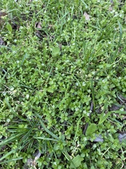 Stellaria media