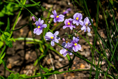 Nemesia caerulea