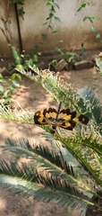 Rhyothemis variegata