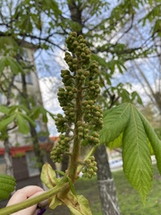 Aesculus hippocastanum
