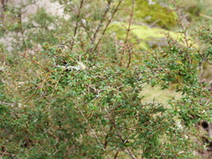 Coprosma quadrifida