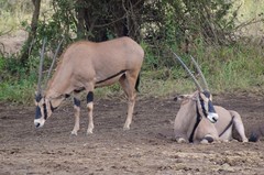 Oryx beisa callotis