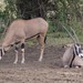 Oryx beisa callotis - Photo (c) Wasini Tour Guide, algunos derechos reservados (CC BY-NC), subido por Wasini Tour Guide