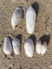 Irus elegans