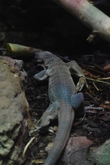 Varanus prasinus