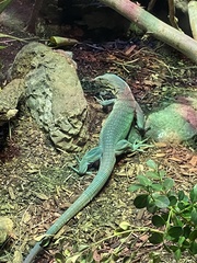 Varanus prasinus