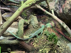 Varanus prasinus