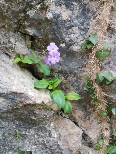 Primula carniolica (Primula carniolica)