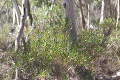 Dodonaea viscosa