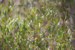 Dodonaea viscosa