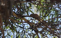 Caligavis chrysops