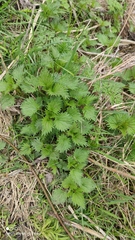 Urtica dioica