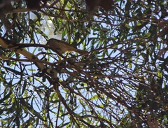 Caligavis chrysops