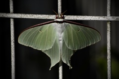 Actias aliena