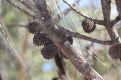 Allocasuarina