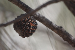 Allocasuarina