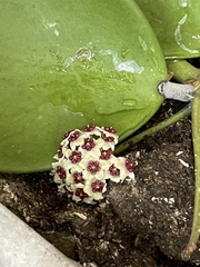 Hoya kerrii