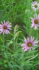 Echinacea tennesseensis