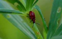 Lilioceris merdigera