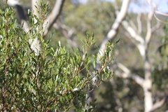 Dodonaea viscosa