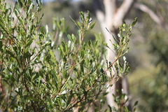 Dodonaea viscosa