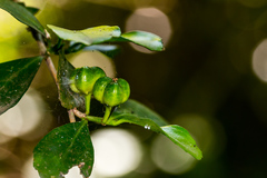Suregada africana