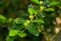 Suregada africana