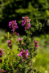 Syncolostemon densiflorus