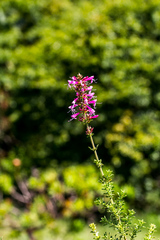Syncolostemon densiflorus