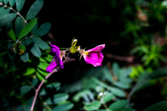 Tephrosia grandiflora