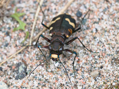 Cicindela songorica