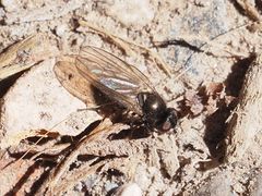 Earomyia lonchaeoides