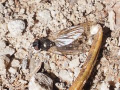 Earomyia lonchaeoides