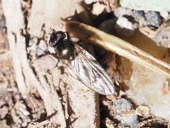 Earomyia lonchaeoides