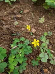 Oxalis