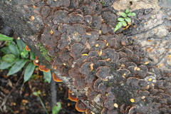 Inonotus nothofagi