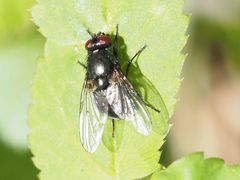Eudasyphora cyanella