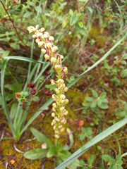 Orchis anthropophora