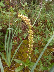 Orchis anthropophora
