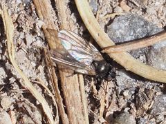 Earomyia lonchaeoides