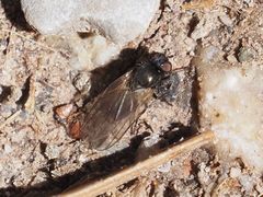 Earomyia lonchaeoides