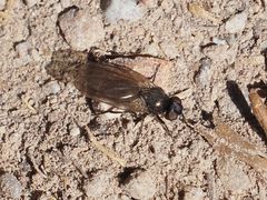 Earomyia lonchaeoides