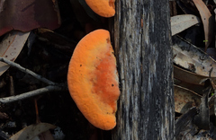 Piptoporus australiensis