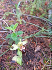 Ophrys omegaifera dyris