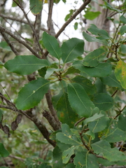 Lomatia arborescens