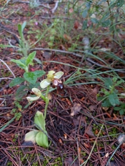 Ophrys omegaifera dyris