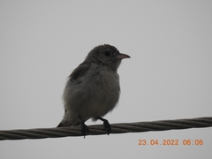 Dicaeum erythrorhynchos