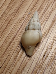 Nodopelagia brazieri